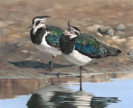 Autumn Lapwings-Clive Meredith (Small)